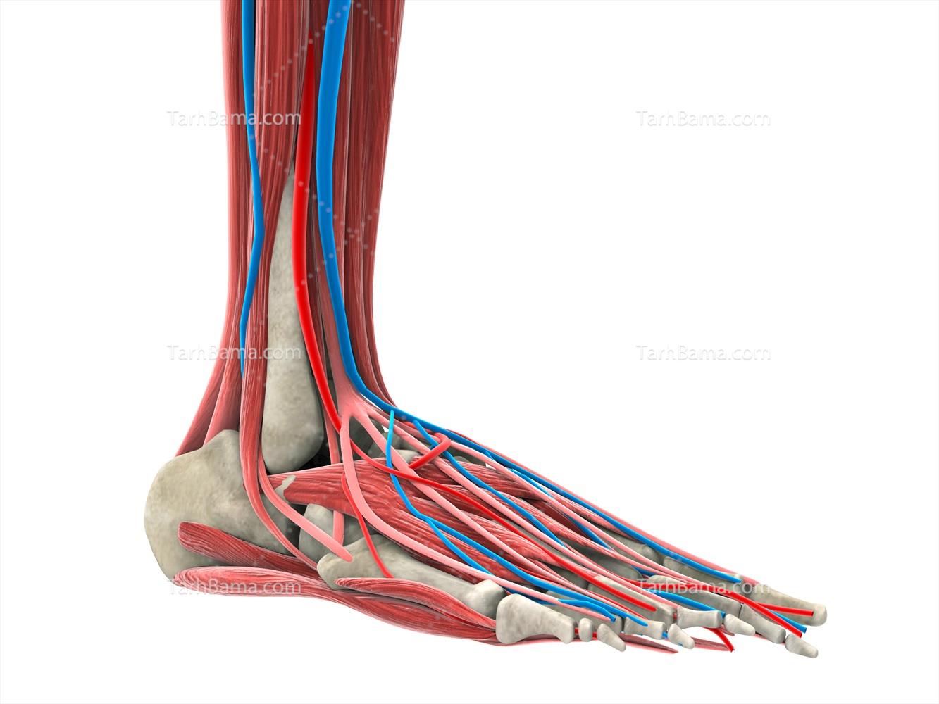 تصاویر پزشکی و پرستاری